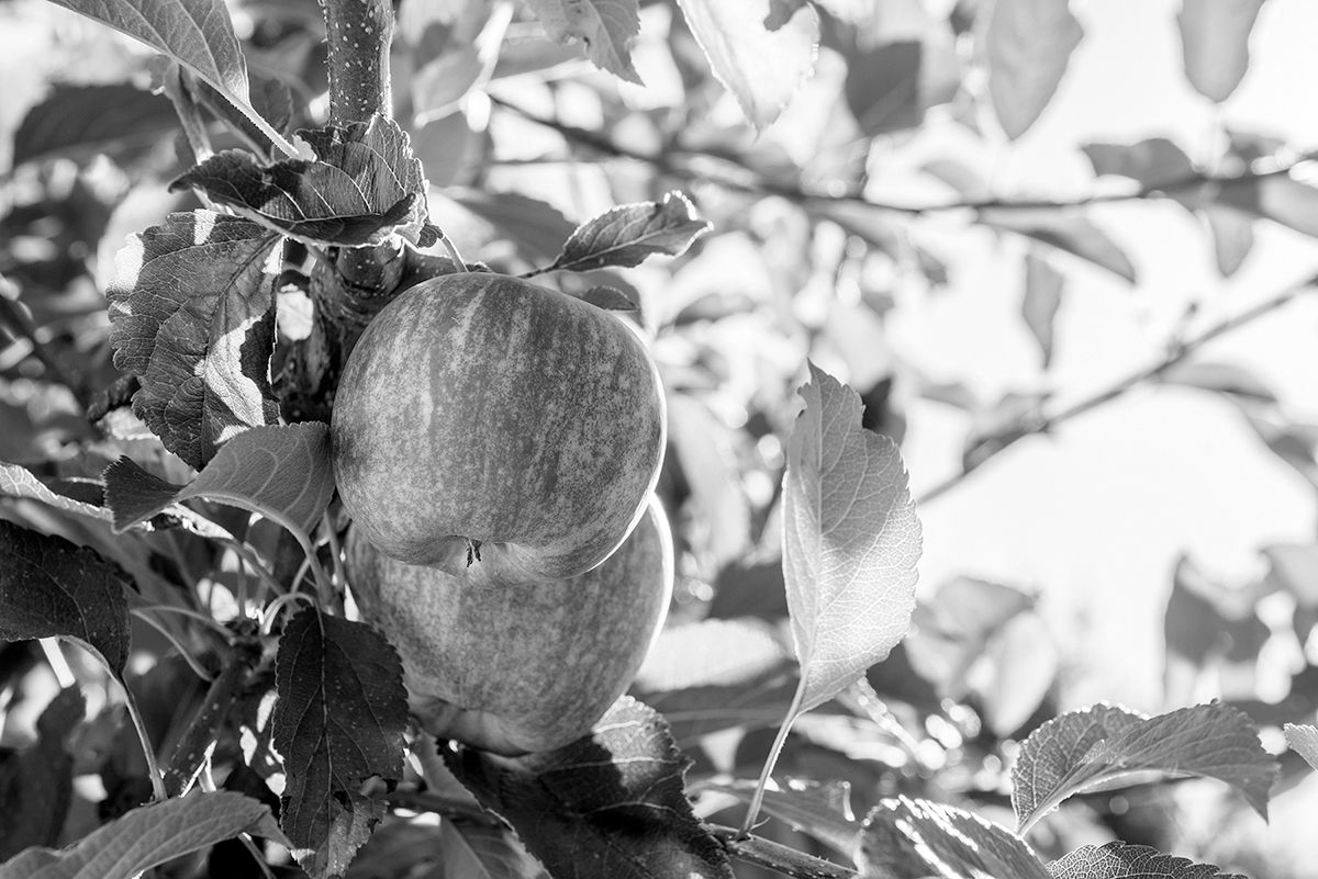 Get a leg up on fruit tree problems with dormant oils